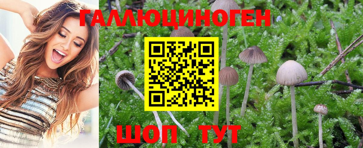 Галлюциногенные грибы Psilocybine cubensis Волжск